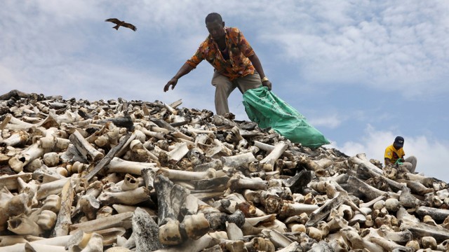 Pengrajin Somalia Muse Mohamud Olosow dan Sadam Hussein Busuri memilah-milah tumpukan tulang unta untuk mengukirnya menjadi perhiasan dan manik-manik hiasan di Mogadishu, Somalia. Foto: Feisal Omar/REUTERS