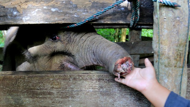 Foto: Belalai Anak Gajah Sumatera di Aceh Terkena Jerat Hingga Putus (27478)