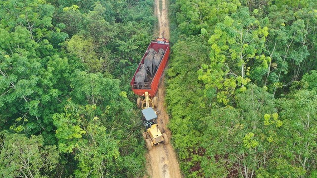 EKSKAVATOR terlihat mendorong truk membawa dua ekor gajah liar bernama Kaesang dan Dodo dari Peranap, Indragiri Hulu, Riau.