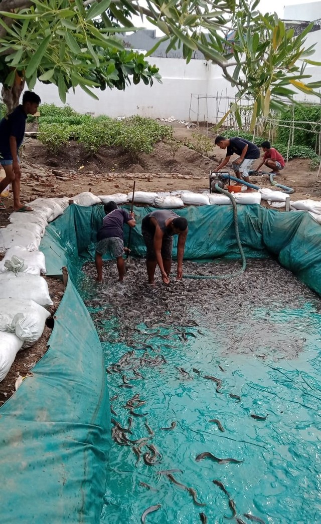 WBP Lapas Pasuruan panen ikan lele hasil budi daya dan pelatihan perikanan