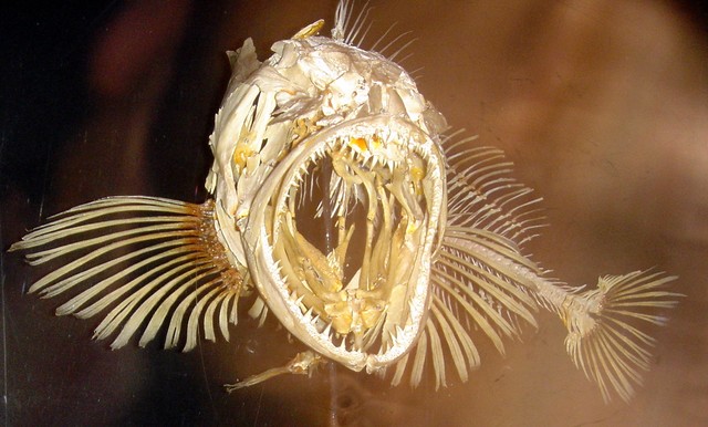 Tengkorak ikan lingcod Pasifik. Foto: Wikimedia Commons