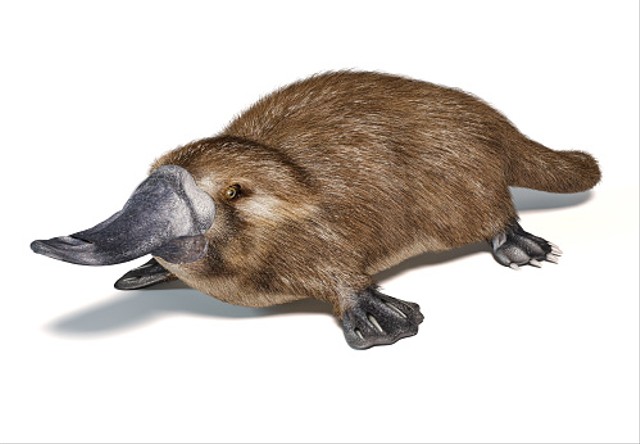 ilustrasi platypus. Foto: Pixabay.