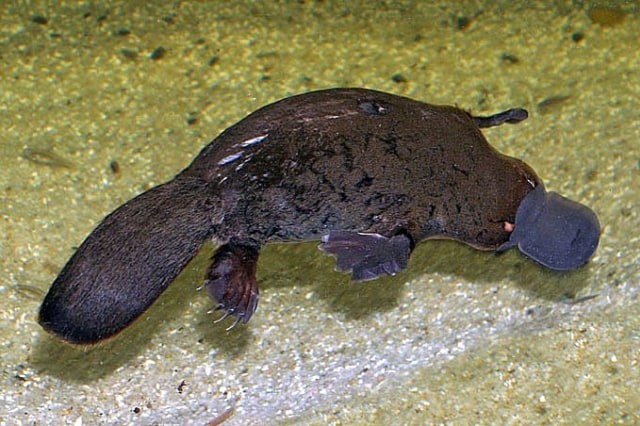 Platypus berkembang biak dengan cara