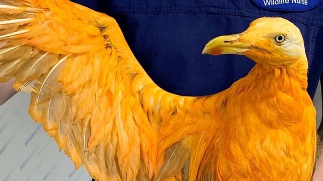 Burung camar ini sempat dikira satwa langka namun ternyata warna kuning cerahnya lantaran habis tercebur ke kuah kari. Foto: istimewa.