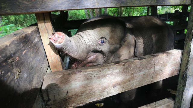 Seekor bayi gajah terluka oleh jebakan di pusat gajah di Saree, Aceh Besar, Senin (15/11). Foto: Nandar/AFP