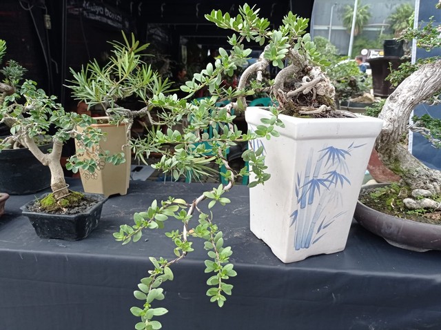 Bonsai Santigi (pot putih) yang masih setengah jadi. Foto-foto: Masruroh/Basra