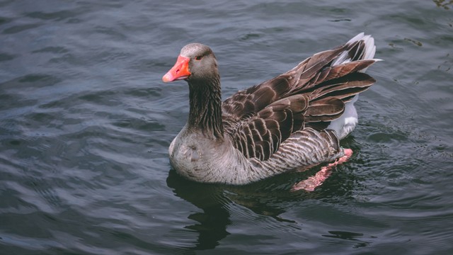 Ilustrasi bebek berenang, Foto: pexels.com/hitesh choudhary