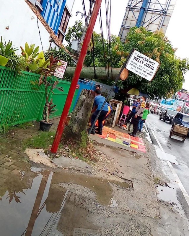 Pohon Palem Roboh di Jalan Ahmad Yani, Kota Bandar Lampung (1)