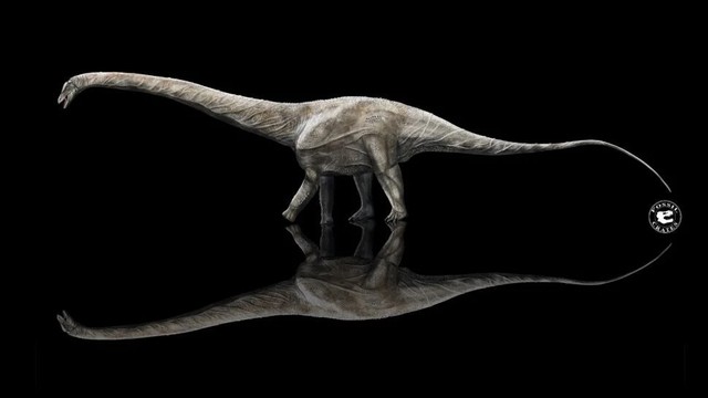 Supersaurus, dinosaurus terpanjang di dunia. Foto: Sean Fox/Fossil Crates
