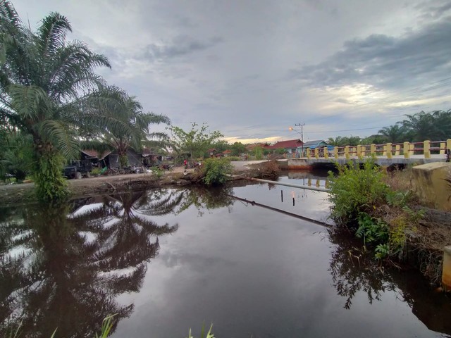 Lokasi dimana buaya muara sering menampakan diri di desa Kumpai Batu Bawah. Foto: Fiyya/InfoPBUN