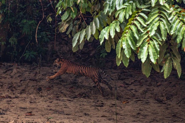 Harimau Sumatera yang masuk ke dalam kandang perangkap di Aceh Selatan, kini telah dilepasliarkan kembali ke habitatnya di kawasan Taman Nasional Gunung Leuser (TNGL). Foto: Dok. Istimewa