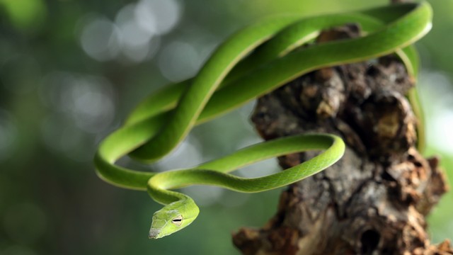 Ilustrasi ular pucuk. Foto: Shutter Stock