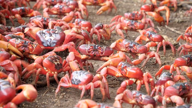 Jutaan kepiting merah saat bermigrasi di Pulau Christmas, Australia. Foto: Parks Australia via Reuters