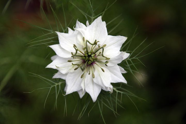 Ilustrasi tanaman habbatussauda. Foto: Pixabay.com