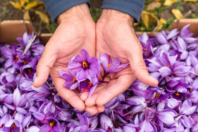Ilustrasi bunga Crocus sativus atau kuma-kuma yang merupakan penghasil safron. Foto: Shutterstock