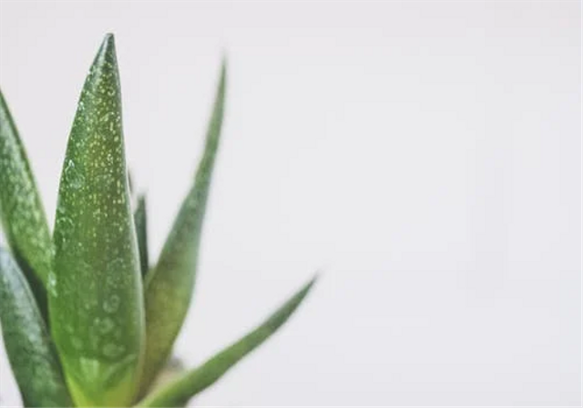 Lidah buaya adalah tanaman yang memiliki manfaat bagi tubuh manusia. Foto: Pexels.com