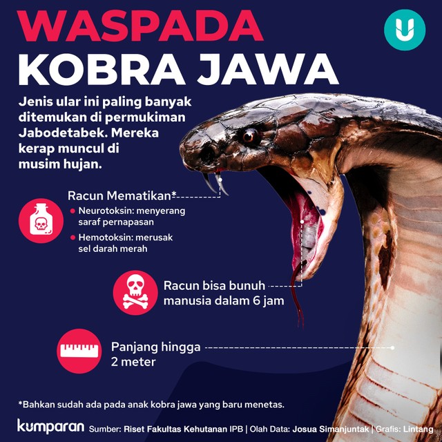Infografik Waspada Kobra Jawa. Foto: kumparan