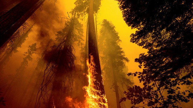 Api membakar sebatang pohon giant sequoia di Hutan Nasional Sequoia, California, AS. Foto: Noah Berger/AP Photo