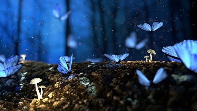 Ilustrasi bokeh pada sebuah foto. Foto: Pixabay