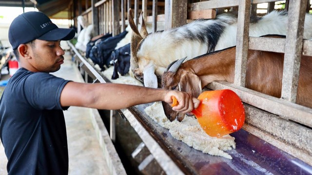 Memberi makan kambing perah. Foto: Suparta/acehkini 