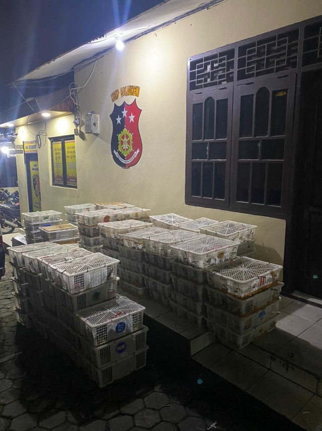 Penampakan Ribuan Ekor Burung di Lampung yang Akan Diselundupkan ke Jakarta (1)