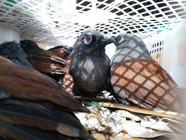 Penampakan Ribuan Ekor Burung di Lampung yang Akan Diselundupkan ke Jakarta (3)