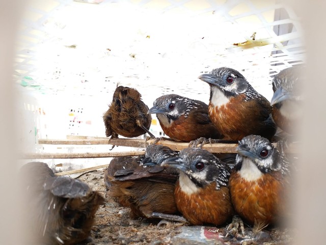 Penampakan Ribuan Ekor Burung di Lampung yang Akan Diselundupkan ke Jakarta (5)