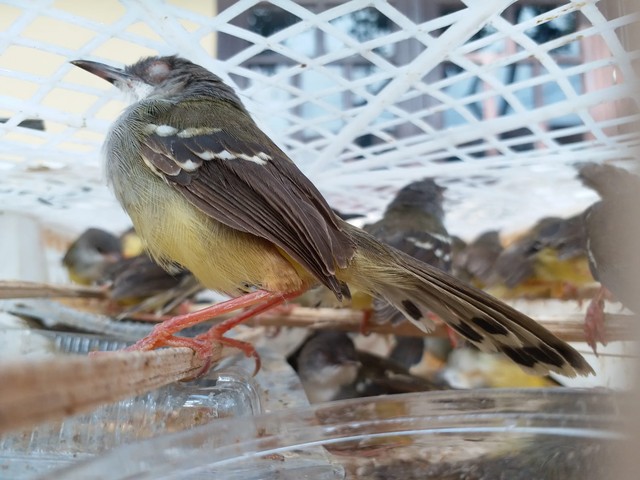 Penampakan Ribuan Ekor Burung di Lampung yang Akan Diselundupkan ke Jakarta (6)