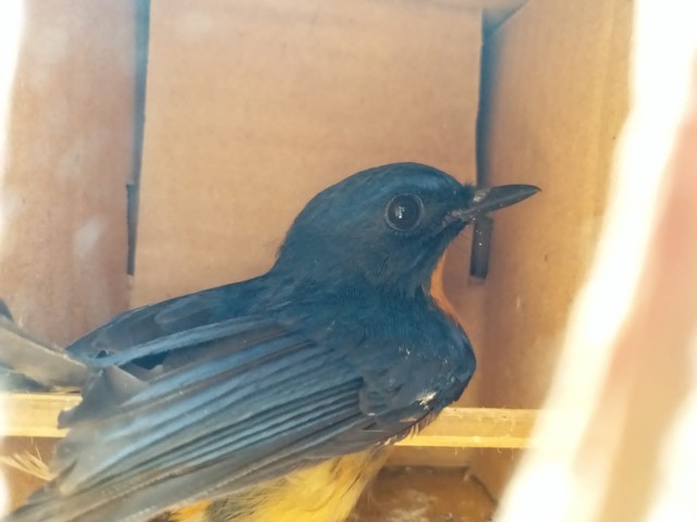 Penampakan Ribuan Ekor Burung di Lampung yang Akan Diselundupkan ke Jakarta (7)