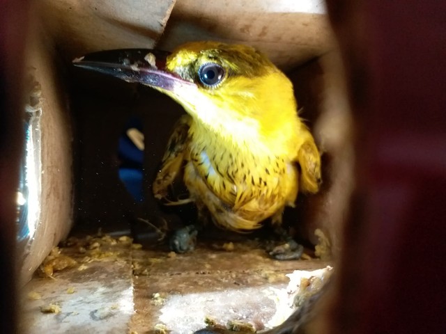 Penampakan Ribuan Ekor Burung di Lampung yang Akan Diselundupkan ke Jakarta (8)