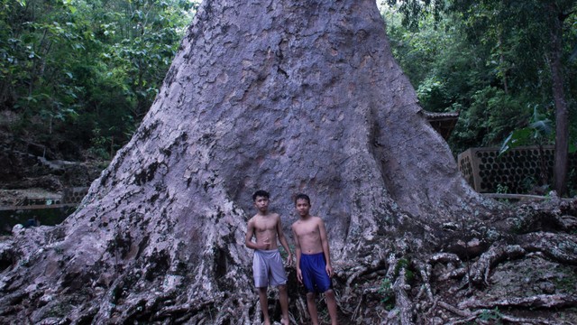 Dua anak-anak berada persis di bawah pohon randu alas di Surocola, Bantul, DIY. Foto: Pandangan Jogja / Widi Erha Pradana
