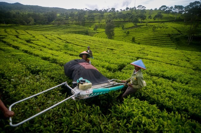 Petani memanen teh di perkebunan teh PTPN VIII Sukawana, Lembang, Kabupaten Bandung Barat, Jawa Barat, Rabu (19/2/2020). Foto: ANTARA FOTO/Raisan Al Farisi