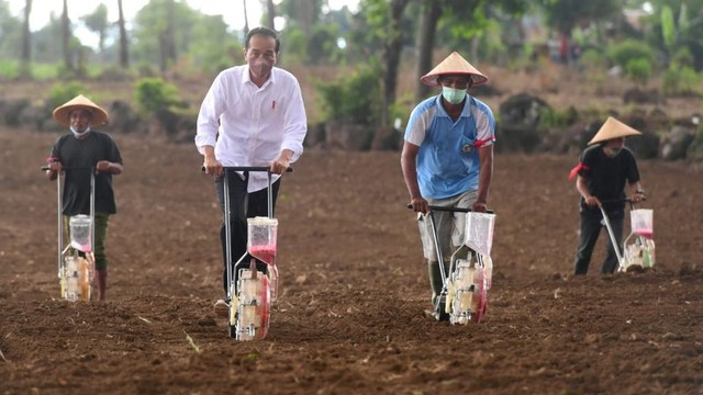 Presiden Jokowi menanam jagung bersama petani di Jeneponto, Sulawesi Selatan. Foto: Muchlis Jr/Biro Pers Sekretariat Presiden
