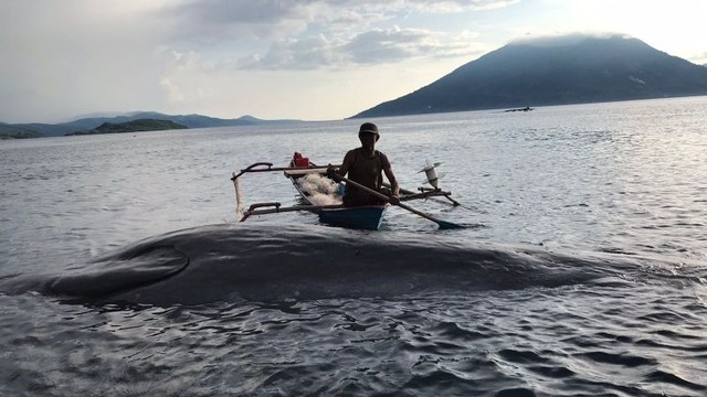 Seorang nelayan melihat seekor paus yang terdampar di pantai Sebanjar, Kabupaten Alor. Foto: BKKPN Kupang/HO ANTARA