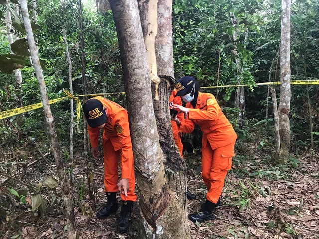 Tim dari Basarnas Jambi mengecek pohon yang disambar SUTET. (Foto: Basarnas Jambi)