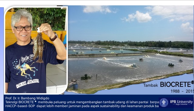 Guru Besar FPIK IPB University Ciptakan Teknologi Tambak Udang di Lahan Pasir, Mampu Kurangi Dampak Ekologi Lingkungan