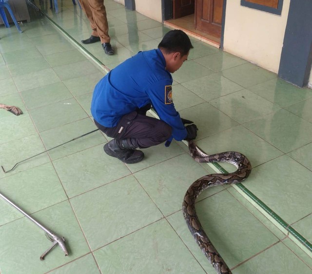 Petugas Damkar Kuningan, Jawa Barat, berhasil mengevakuasi ular sanca sepanjang 2,5 meter di area permukiman warga. (Foto: Damkar Kuningan)