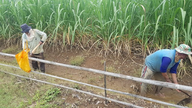 Petani tebu tengah bercocok tanam di lahan tebu Desa Kerticala Kecamatan Tukdana Kabupaten Indramayu, Jawa Barat pada Selasa (24/11/2021). (Tomi Indra)