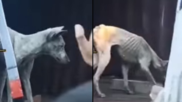 Anjing Terjebak di Peti Kemas Rute India-Indonesia, Kondisinya Bikin Prihatin (19336)