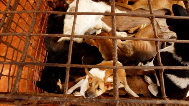 Ilustrasi anjing dijual untuk dimakan. Foto: Heng Sinith/AP Photo
