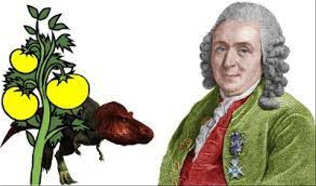 Klasifikasi makhluk hidup menurut Carolus Linnaeus. Foto: famousscientist.org