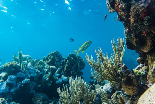 Ilustasi porifera di dalam laut. Foto: Pexels.