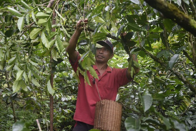 Petani Kopi asal Rajong Colol, Manggarai Timur, saat memanen kopi. Foto : Engkos Pahing