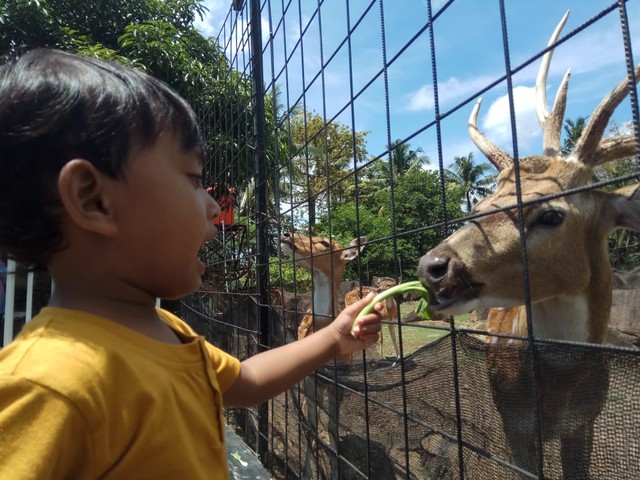 Tampak seorang anak-anak saat memberikan pakan kepada hewan koleksi di objek wisata J&J Kabupaten Kuningan, Jabar. (Andri)