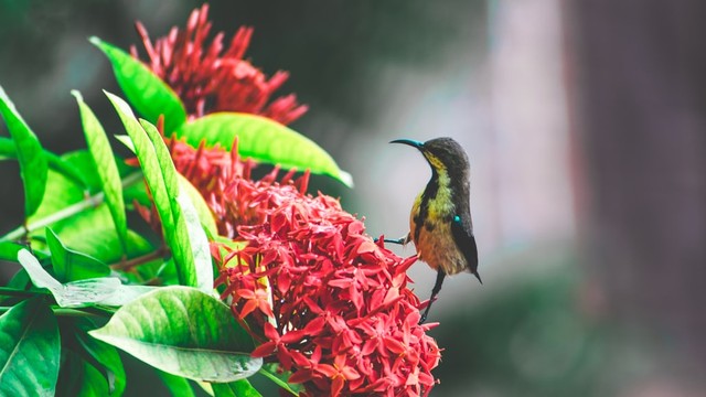 Penelitian Alfred Russel Wallace dalam keanekaragaman hayati. Foto: Unsplash