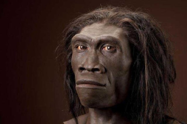Ilustrasi Pithecanthropus erectus sebagai fosil manusia purba yang pertama kali ditemukan di Indonesia. Foto: Wikimedia Commons