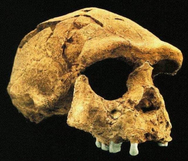 Pithecantropus Erectus: Sejarah Penemuan, Ciri-Ciri, dan Peninggalannya (21962)