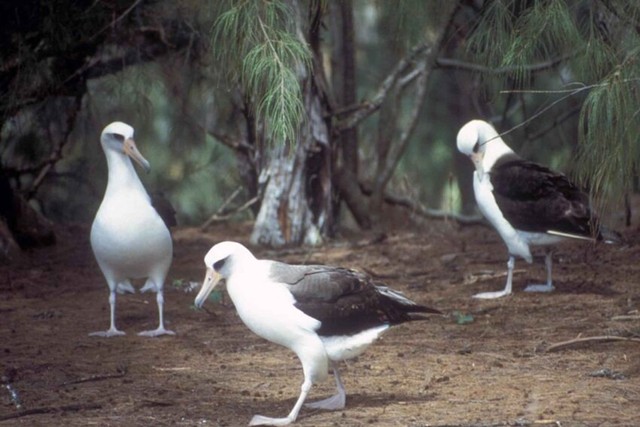 Burung Laut Terpaksa Harus Cerai Akibat Perubahan Iklim (322097)