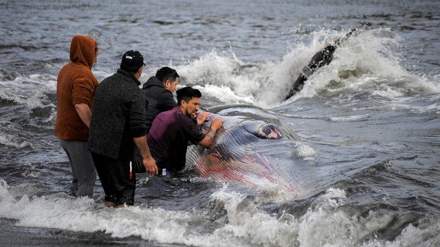 Orang-orang mencoba mengembalikan seekor paus ke laut setelah terdampar di tepi teluk nelayan Lenga, dekat Hualpen, Chili, Jumat (26/11). Foto: Jose Luis Saavedra/REUTERS