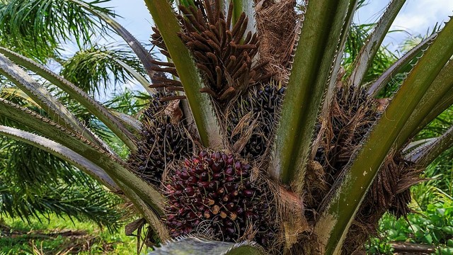 Ilustrasi. Tanaman kelapa sawit. Foto: wikipedia